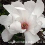 Magnolia loebneri 'Dr. Merrill'