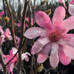 Magnolia loebneri 'Leonard Messel'