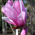 Magnolia soulangeana 'Alexandrina'