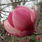 Magnolia soulangeana 'Rustica Rubra'