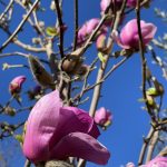 Magnolia soulangiana