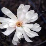 Magnolia stellata 'Royal Star'