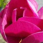 Magnolia x 'Black Tulip'