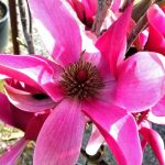 Magnolia x 'Burgundy Star'