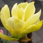 Magnolia x 'Butterfly'