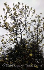 Magnolia x 'Butterfly' - Image 3