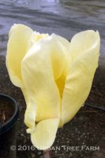 Magnolia x 'Butterfly' - Image 4