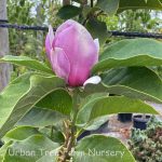 Magnolia x 'Cameo'