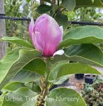 Magnolia x 'Cameo'