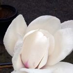 Magnolia x 'David Clulow'