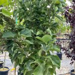 Magnolia x 'Daybreak'