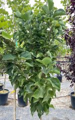 Magnolia x 'Daybreak'