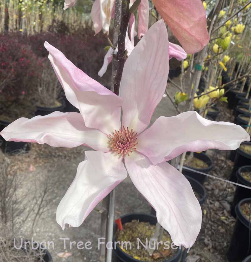 Magnolia x 'Daybreak' | Urban Tree Farm Nursery