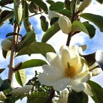 Magnolia x 'Fairy White' STD