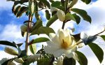 Magnolia x 'Fairy White' STD