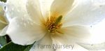 Magnolia x 'Fairy White' STD - Image 2