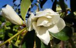 Magnolia x 'Fairy White' STD - Image 3