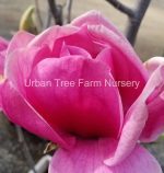 Magnolia x 'Felix'