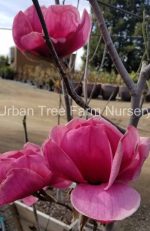 Magnolia x 'Felix' - Image 2