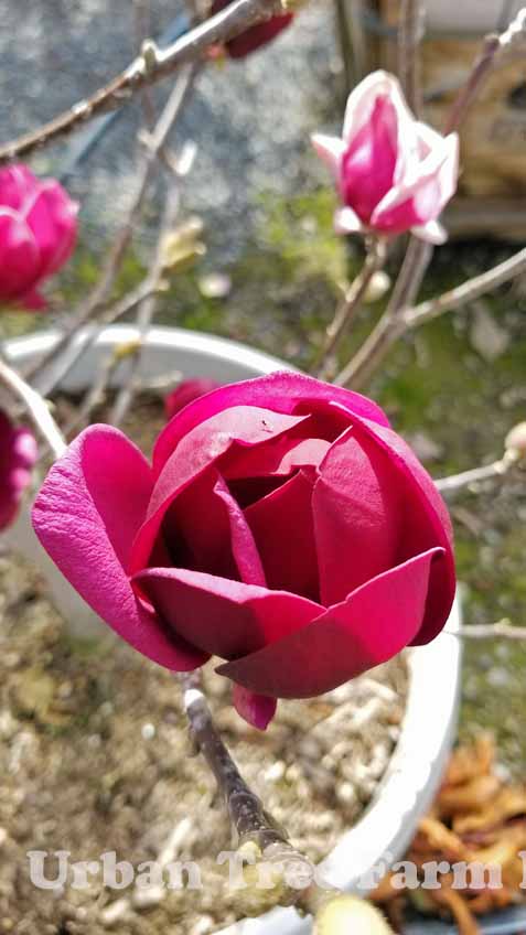 Magnolia-x-Genie Magnolia x 'Genie' - Image 1