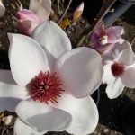 Magnolia x 'Iolanthe'