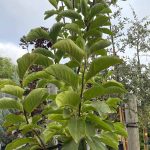 Magnolia x 'Shirazz'