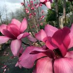 Magnolia x 'Vulcan'