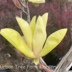 Magnolia x 'Yellow Bird' MULTI