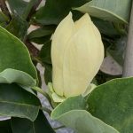 Magnolia x 'Yellow Bird'