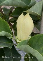 Magnolia x 'Yellow Bird'