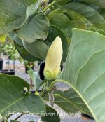 Magnolia x 'Yellow Bird' - Image 2