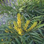Mahonia 'Soft Caress'