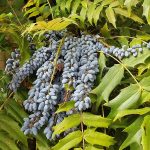 Mahonia lomariifolia