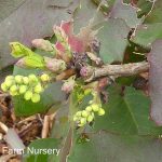 Mahonia repens