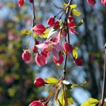 Malus 'Louisa Weeping'