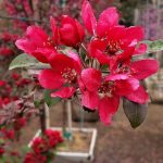 Malus 'Profusion'