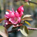 Malus 'Red Splendor'