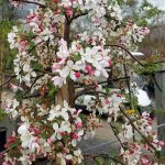 Malus 'White Cascade'