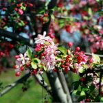 Malus floribunda