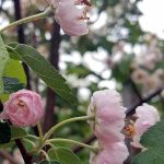 Malus ioensis 'Plena'