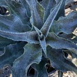 Mangave 'Catch A Wave'