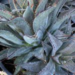 Mangave 'Tooth Fairy'