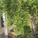 Maytenus boaria 'Green Showers'