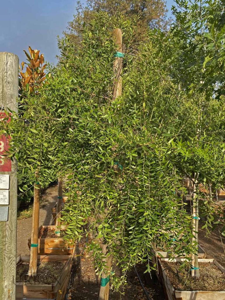 Maytenus boaria 'Green Showers' Urban Tree Farm Nursery