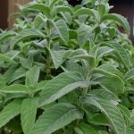 Mentha spicata 'Himalayan Silver'