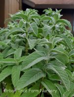 Mentha spicata 'Himalayan Silver'