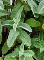 Mentha spicata 'Himalayan Silver' - Image 2