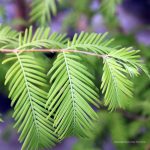 Metasequoia glyptostroboides