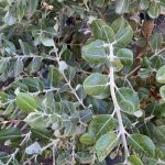 Metrosideros excelsus LOW BRANCH