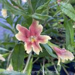 Mimulus 'Changeling'